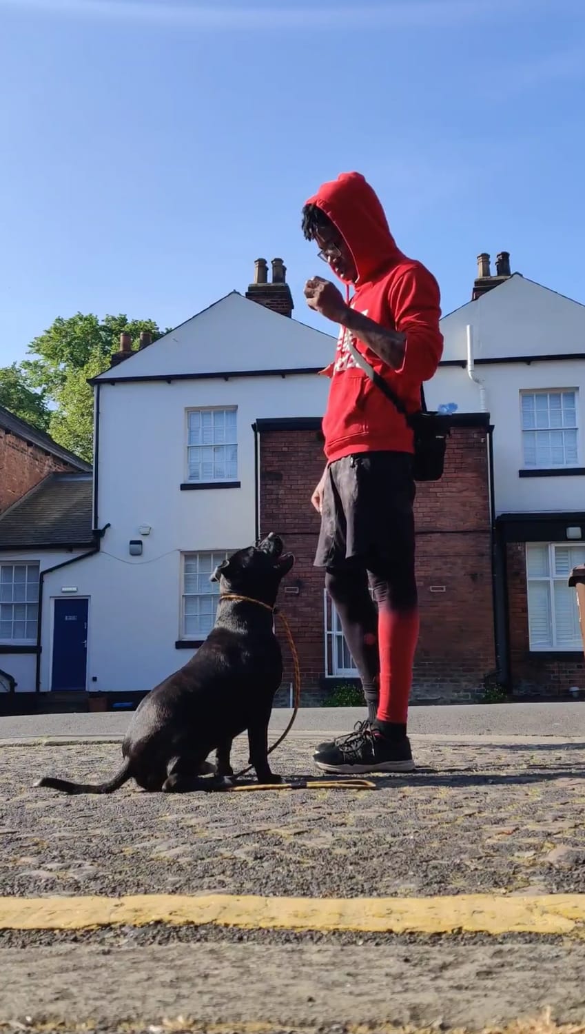 dog trainer training staffie