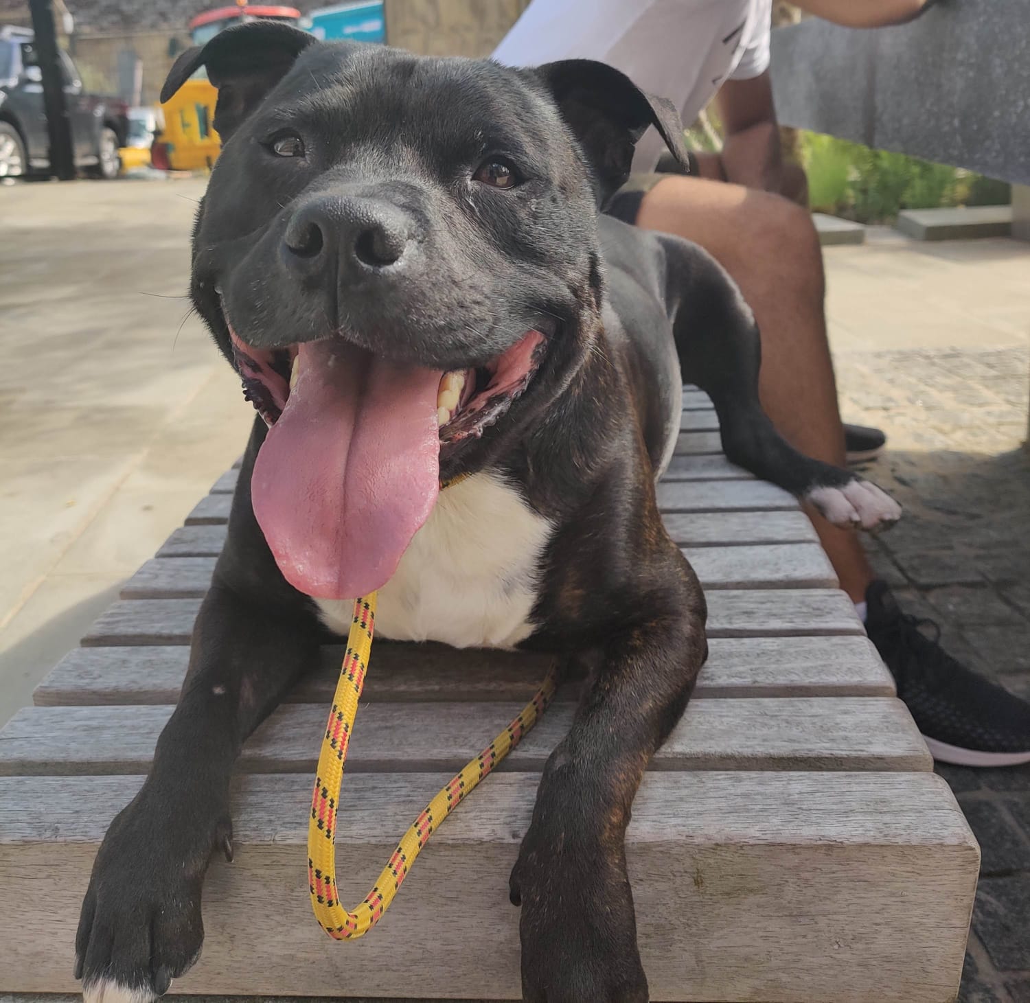 Staffie sitting on bench with tongue out