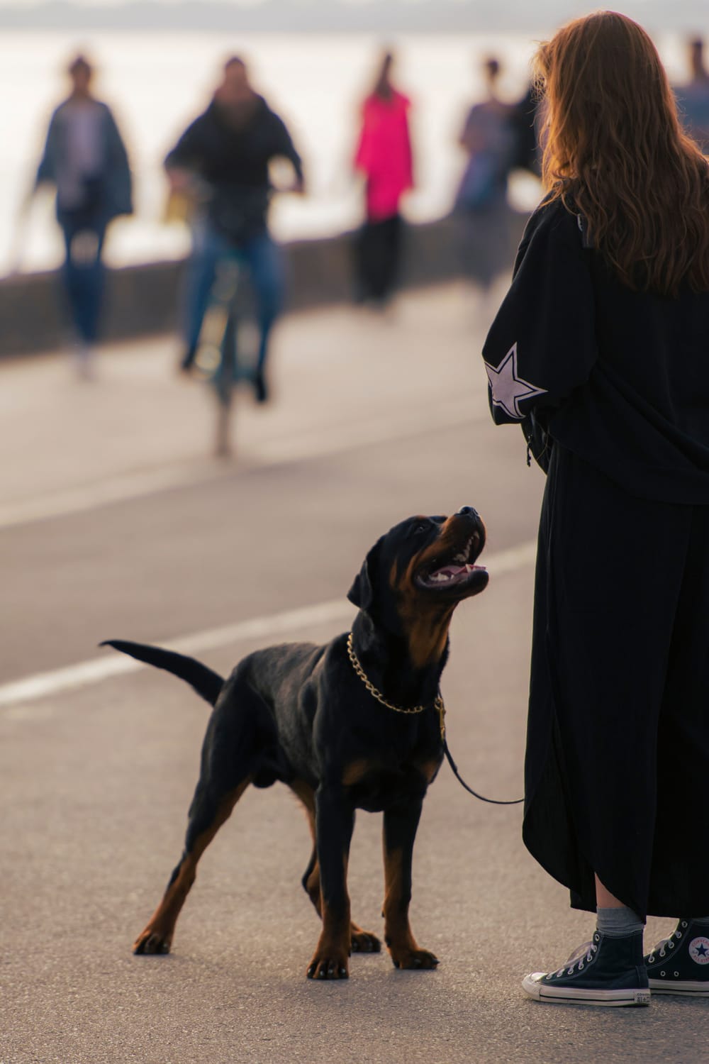 rottweiler outside in public paying attention
