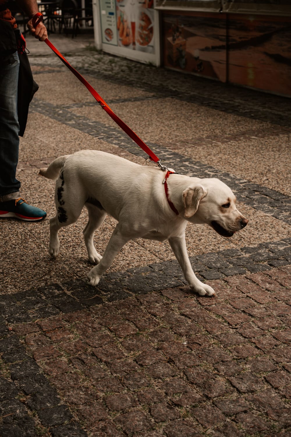 white dog walking on a red leash in the street
