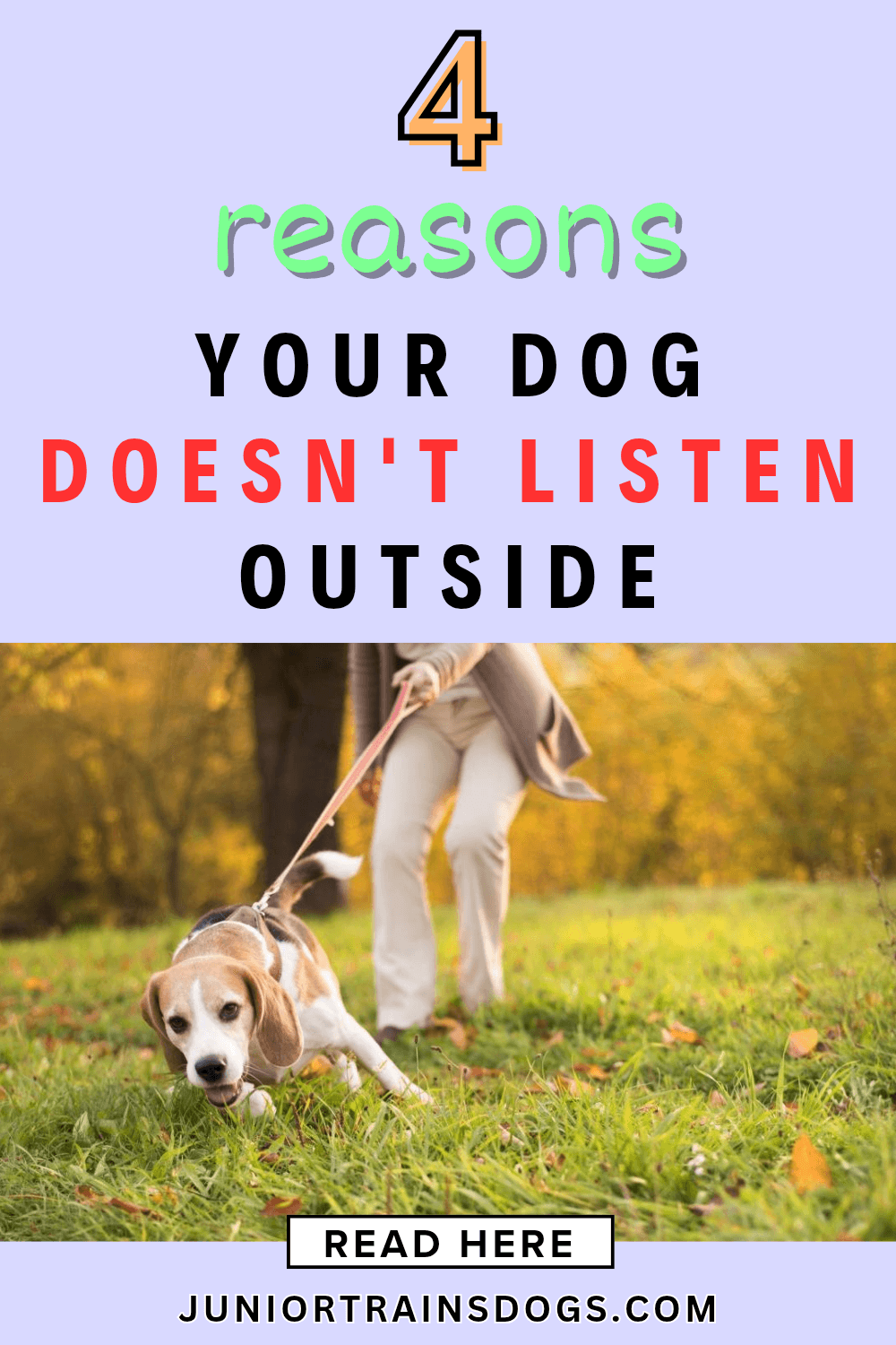 why your dog won't listen outside blog pin image