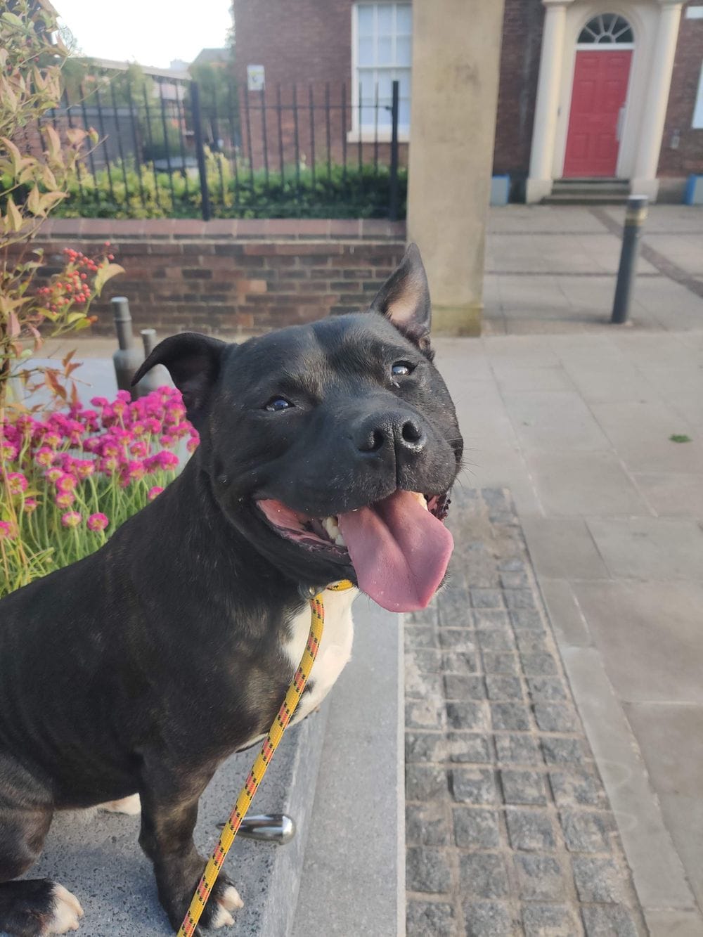 A happy black Staffy on a loose leash on a pavement, tongue out, looking up