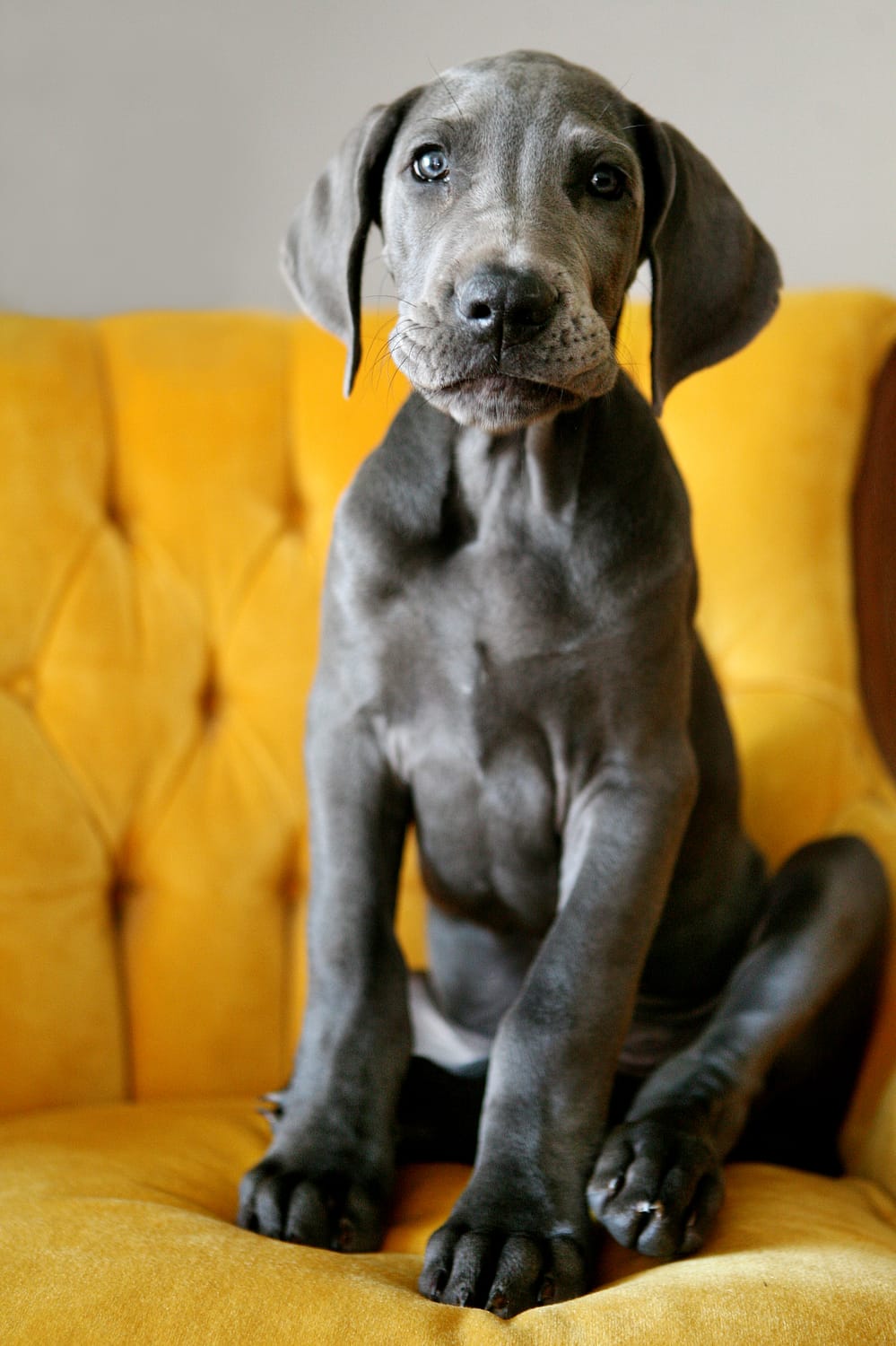 Jax, Amanda Kraft's blue Great Dane