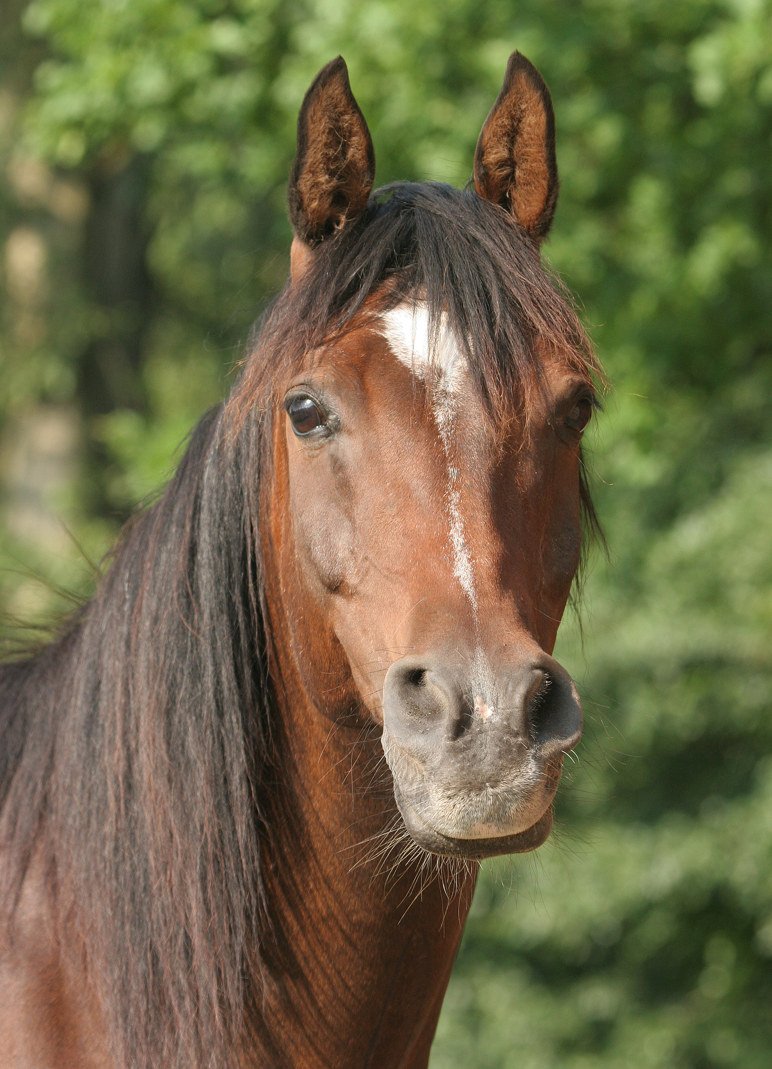 Pferd blickt aufmerksam in die Kamera. Was möchte es uns sagen? Finde es mit Tierkommunikation heraus.