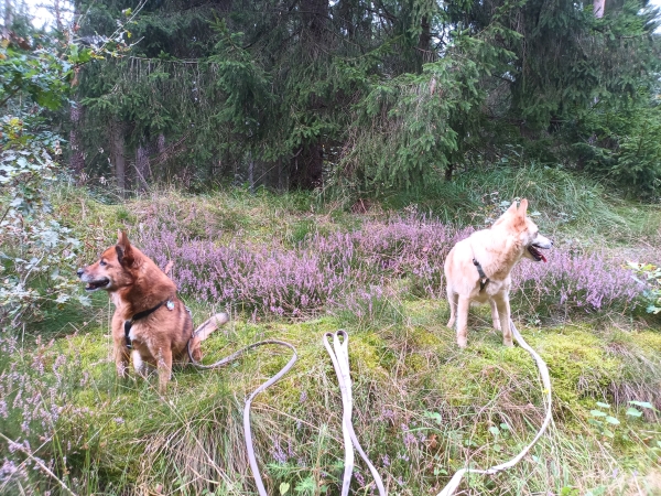 Zwei Hunde sitzen bzw. stehen im Wald vor blühender Heide.