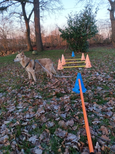 Cavalettiarbeit mit einem Hund im Garten.
