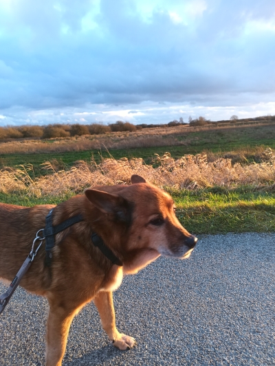 Hund auf einer Straße stehend vor einer Winter-Moor-Landschaft.