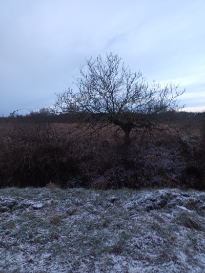 Ein Baum im Moor an einem Wintermorgen.