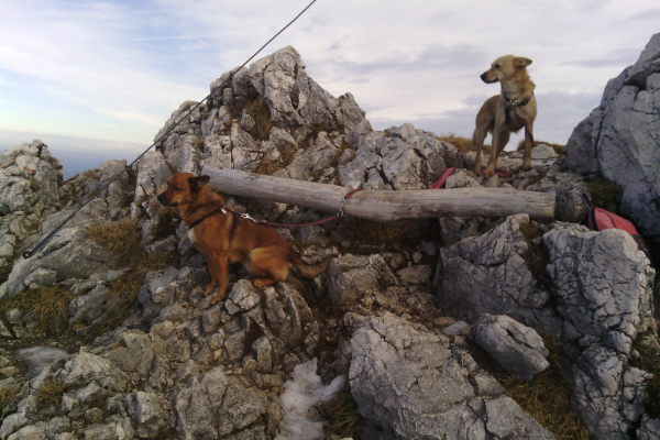 Zwei Hunde auf einem stürmischen Berggipfel.
