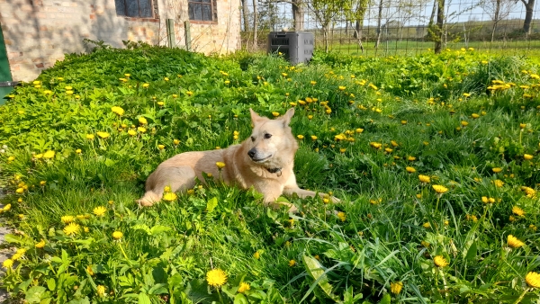 Hund liegt auf einer Löwenzahnwiese. 