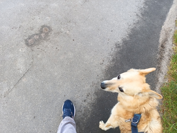 Hund läuft neben einem Menschen, von dem nur der eine Fuß zu sehen ist. 