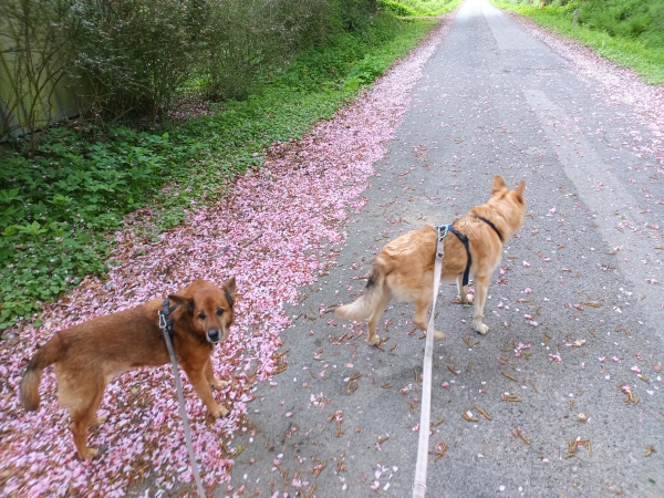 Zwei Hunde an der Leine auf der Straße.