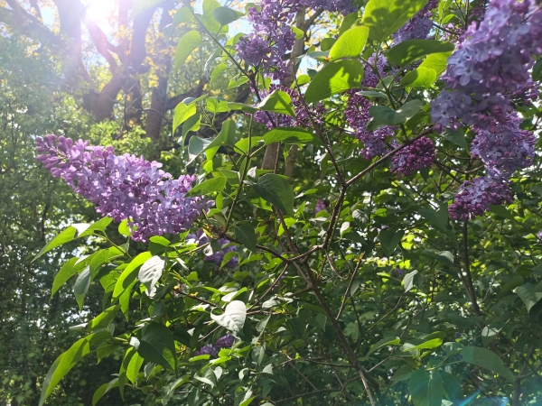 Blüten von Fliederbüschen.