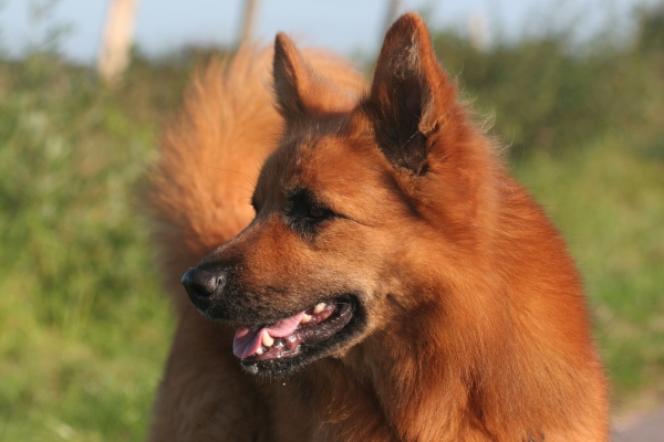 Kopf von einem Harzer Fuchs - Hund von vorne