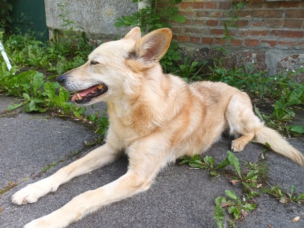 Hund liegt ganz entspannt auf Steinplatten im Garten mit halb geschlossenen Augen.