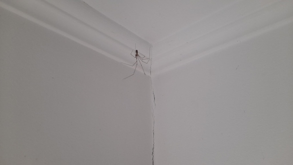 Spinne in einer Zimmerecke.