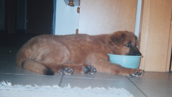 Ein Harzer Fuchs Welpe liegt auf den Fliesen und hat den Kopf auf einem Napf angelegt.