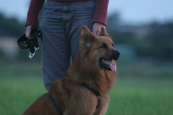 Kopf von einem Harzer Fuchs - Hund von vorne, dahinter die Beine eines Menschen