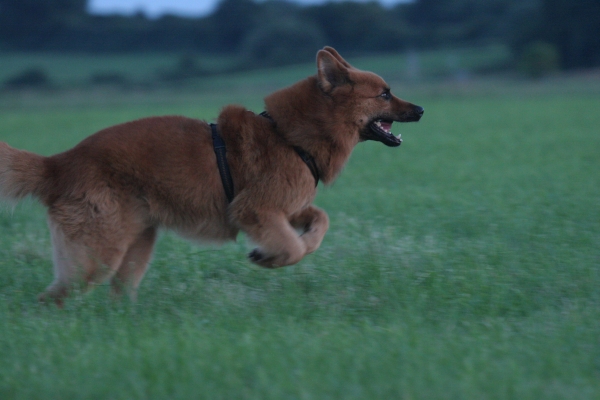 Harzer Fuchs im Galopp auf einer Wiese