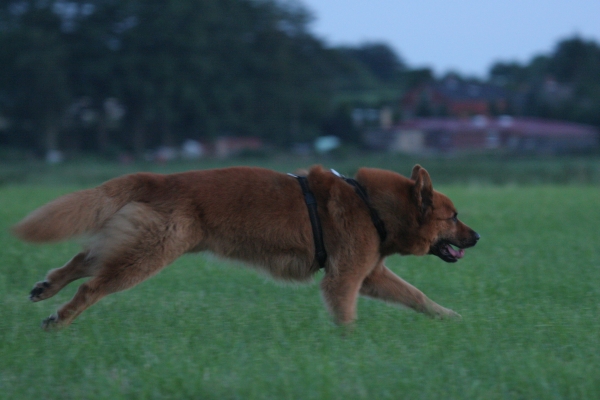 Harzer Fuchs im Galopp auf einer Wiese