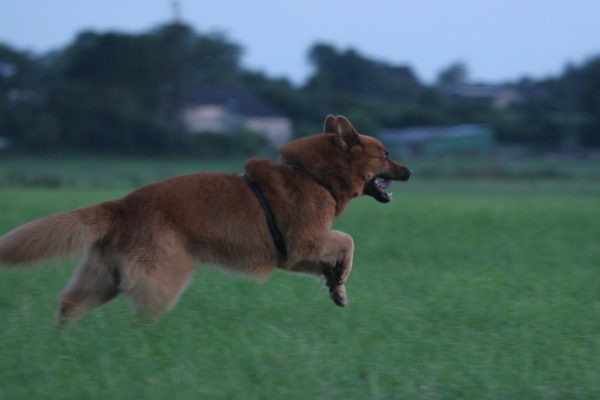 Harzer Fuchs im Galopp auf einer Wiese
