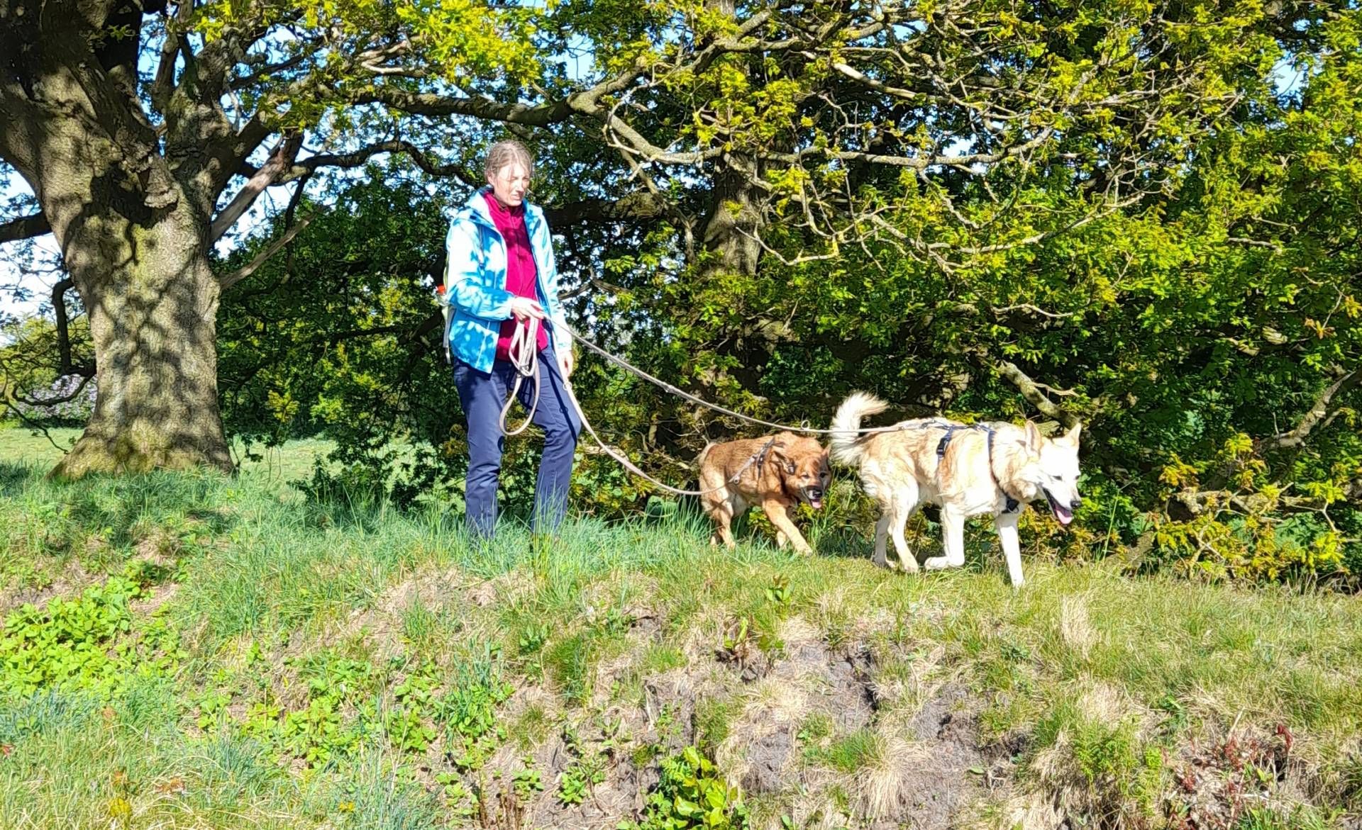 Tierkommunikatorin Johanna Fleischmann mit ihren Hunden auf einem Spaziergang