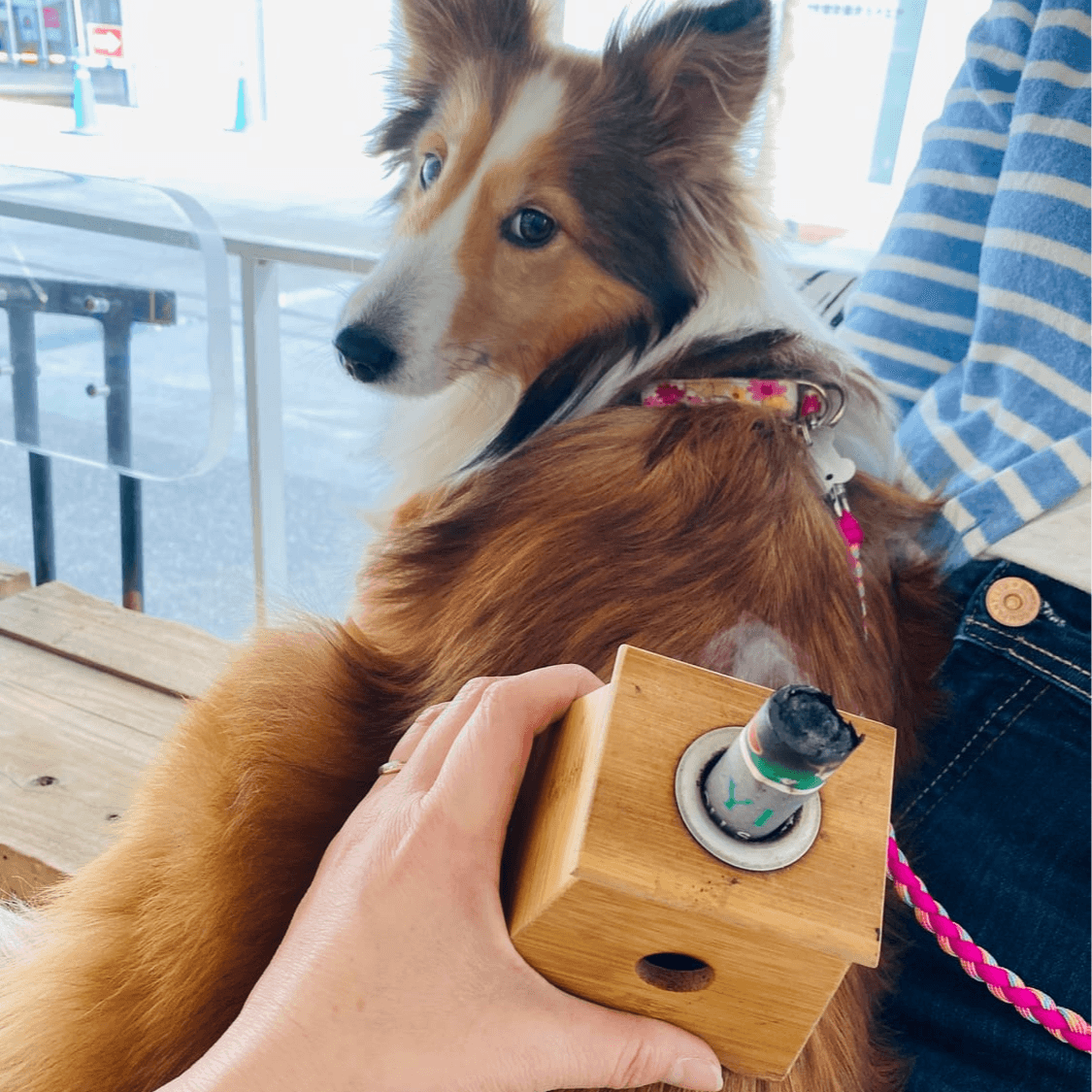 温灸でペットと一緒に健康寿命を延ばす方法