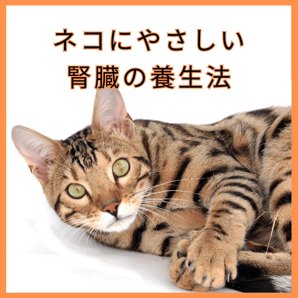 ネコに優しい腎臓の養生法