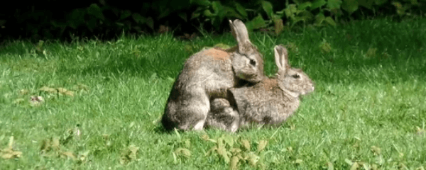 Bunnies mating. CRAP H3 Hash House Harriers - Cologne, Bonn, Düsseldorf