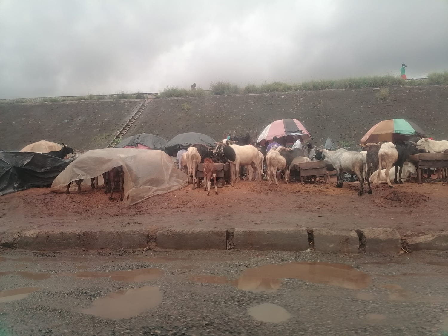 Kotieläinmarkkinat tien varressa