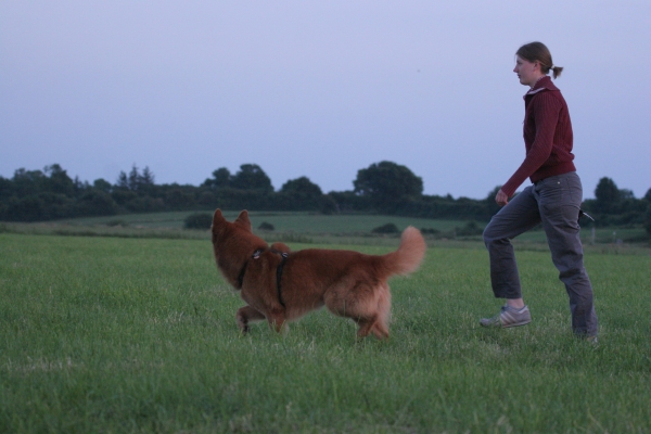 Alltagstraining Hund Schleswig – Hund lernt Ruhe und Orientierung