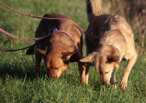 Hunde schnüffeln beim Trainingsspaziergang zwischen Husum und Schleswig – Bedürfnisgerechtes Hundetraining