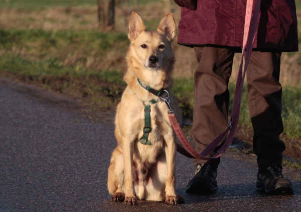 Hund lernt Ruheübung beim Trainingsspaziergang zwischen Husum und Schleswig