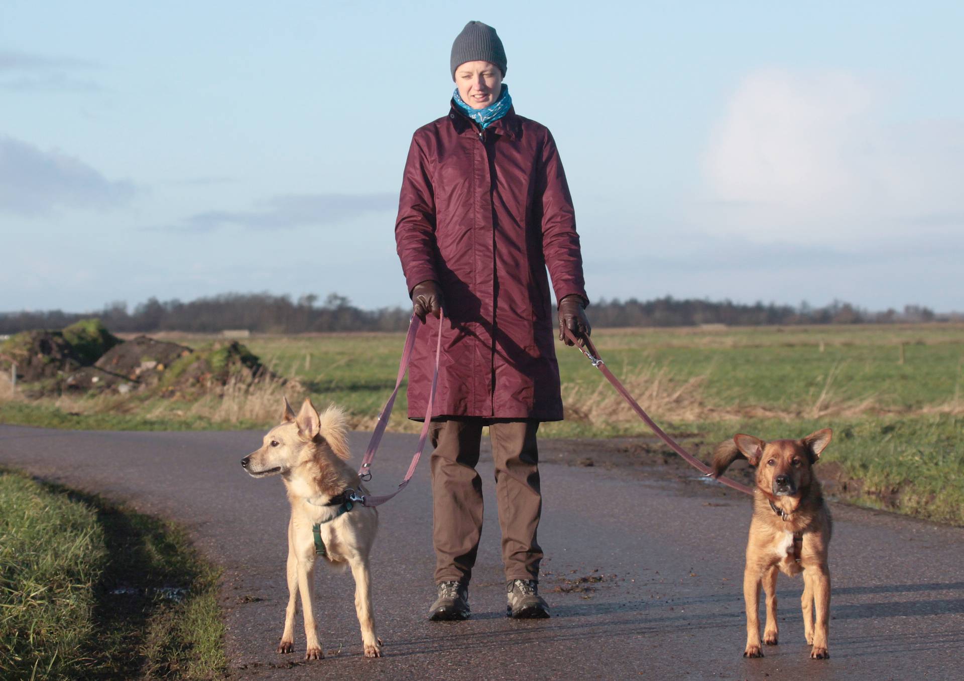 Trainingsspaziergang Hund zwischen Husum und Schleswig – Hunde lernen alltagsnah in der Gruppe