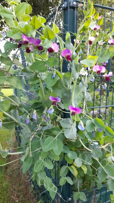 Die Kefenpflanzen blühen in violett und ranken am Hundezwinger empor.