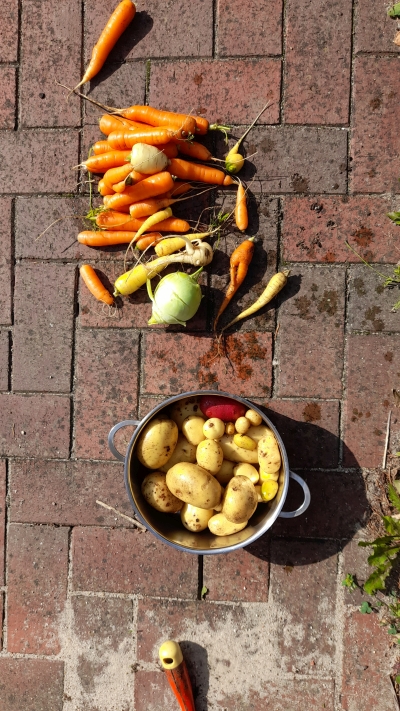 Frisches Gemüse aus dem Garten: Karotten und Kartoffeln im Topf.
