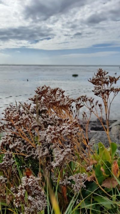 Pflanze vorm Watt der Nordsee.