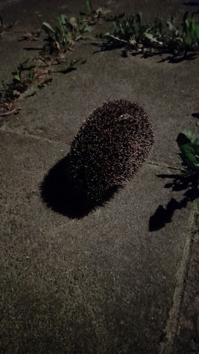 Nächtlicher Besucher im Garten: ein Igel. 