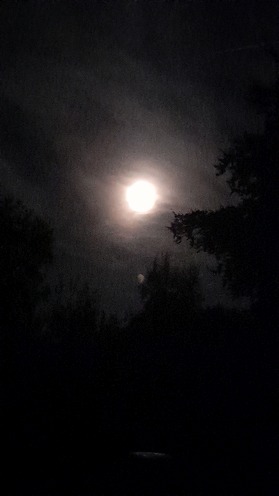 Der Vollmond steht am Himmel über den Bäumen.