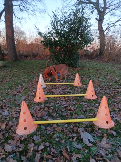 Aufgebaute Cavaletti im Garten für Hundephysiotherapieübungen.