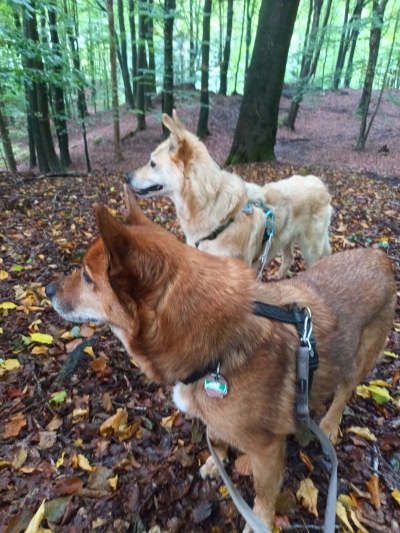 Zwei Hunde an der Leine im Wald auf einem Trainingsspaziergang.