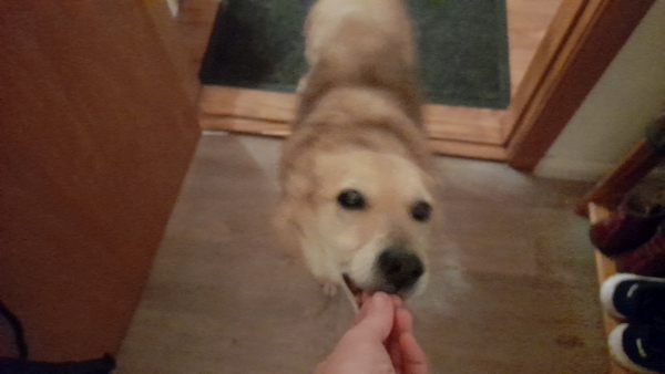 Hund bekommt eine Tablette verabreicht. 