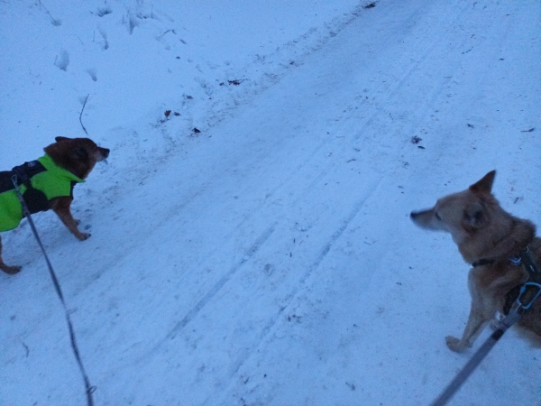 Zwei Hunde an der Leine auf einer verschneiten Straße.