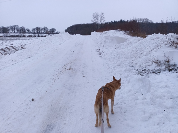 Angeleinter Hund auf verschneiter Straße neben Schneeverwehungen.