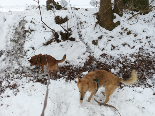 Zwei Hunde im Schnee.