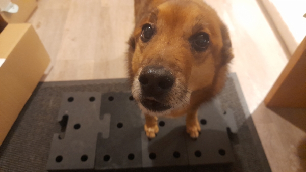 Hund steht mit den Vorderpfoten auf einer Erhöhung. 