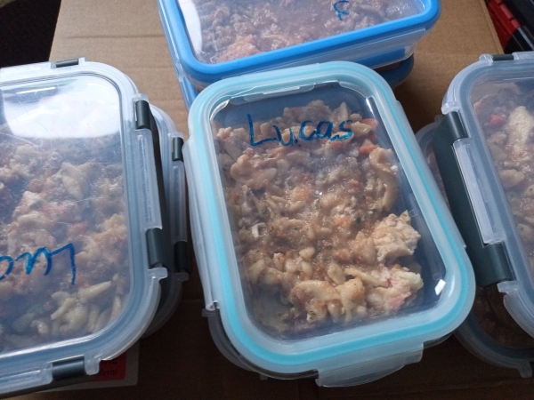 Hund bekommt eine Tablette verabreicht.