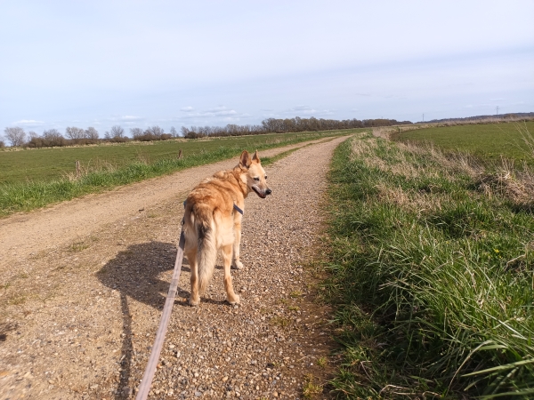 Angeleinter Hund auf verschneiter Straße neben Schneeverwehungen.
