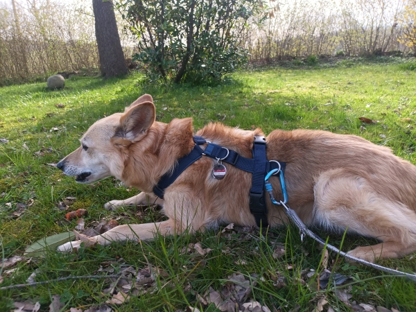 Grafik mit dem Text Was andere denken, wenn sie einen Hund an der Leine ziehen sehen: "Der ist aber krass unerzogen." Was ich als Hundetrainerin denke: "Der ist aber krass gestresst."