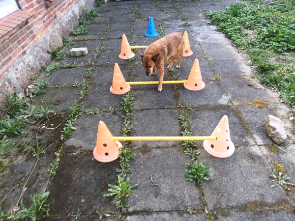 Screenshot vom Blogbeitrag Mein 12. Januar 2026 in 12 Bildern von Hundetrainerin Johanna Fleischmann